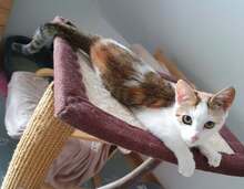LISA, Katze, Europäisch Kurzhaar in Erlangen