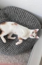 ROKO, Katze, Europäisch Kurzhaar in München