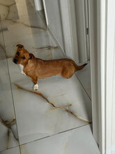 IRMI, Hund, Mischlingshund in Herten