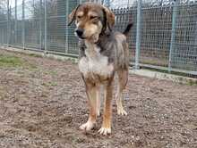 FIETE, Hund, Mischlingshund in Biblis