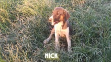 NICK, Hund, Mischlingshund in Griechenland