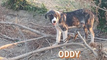 ODDY, Hund, Mischlingshund in Griechenland