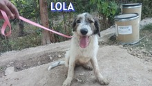 LOLA, Hund, Mischlingshund in Griechenland