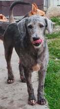 ARTCHI, Hund, Mischling in Rumänien