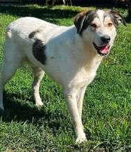BRUNO, Hund, Mischling in Rumänien