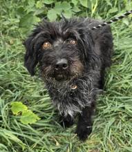 SAMIRA, Hund, Dackel Mischling in Ungarn