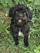 ZORAN, Hund, Mischlingshund in Ungarn