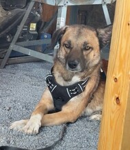 VITO, Hund, Mischlingshund in Süderbrarup