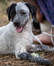 FREDDY, Hund, Mischlingshund in Italien