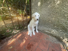 LIU, Hund, Mischlingshund in Darmstadt