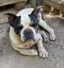 MARLEY, Hund, Französische Bulldogge Mix in Portugal