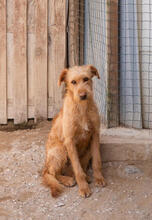 ARISTOTELES, Hund, Mischlingshund in Portugal