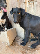DANTE, Hund, Mischling in Portugal