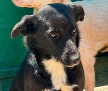 NELLI, Hund, Mischlingshund in Rumänien