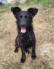 PACO, Hund, Mischling in Lindlar