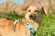 TASIA, Hund, Mischlingshund in Berlin