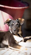ARKANI, Hund, Mischlingshund in Bulgarien