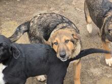 ARLO, Hund, Mischlingshund in Bulgarien