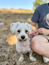 MELVIN, Hund, Mischlingshund in Rumänien