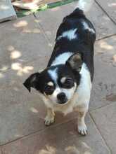 FRANCESCA, Hund, Chihuahua Mix in Belgien