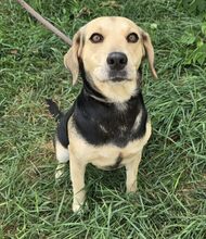 GILLIAN, Hund, Beagle Mischling in Ungarn