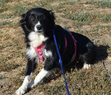 GRACE, Hund, Mischlingshund in Ungarn