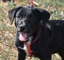 FANNY, Hund, Mischlingshund in Ungarn