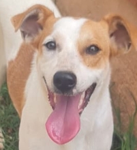AYLA, Hund, Mischlingshund in Italien