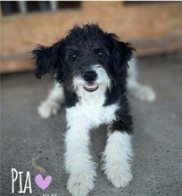 PIA, Hund, Mischlingshund in Hausen