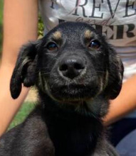 LOTTI2, Hund, Mischlingshund in Slowakische Republik