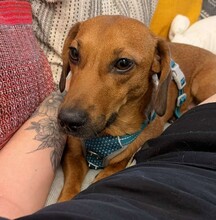 HOLLY, Hund, Dackel in Nürnberg
