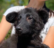 JUKIE, Hund, Mischlingshund in Slowakische Republik