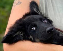 NIKKI, Hund, Mischlingshund in Slowakische Republik