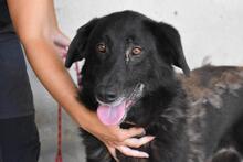 EMMELINE, Hund, Mischlingshund in Italien