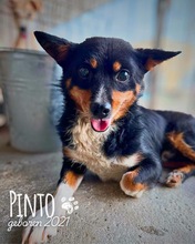 PINTO, Hund, Mischlingshund in Rumänien