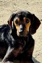 CINDERELLA, Hund, Rauhaar Segugio in Italien