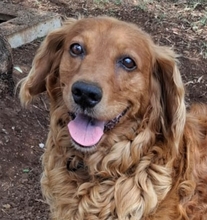 ROMEO, Hund, Cocker Spaniel-Mix in Belgien