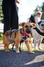 ELFI, Hund, Mischlingshund in Radebeul