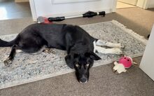 GROMIT, Hund, Mischlingshund in Neckargemünd