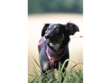 LADYBUG, Hund, Mischlingshund in Ebermannstadt
