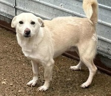 LORDHOPE, Hund, Mischling in Rumänien