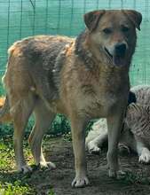 MARIA, Hund, Mischling in Rumänien