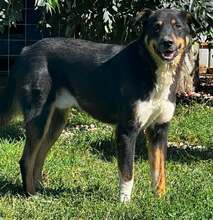 NIKOSCH, Hund, Mischling in Rumänien
