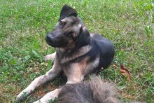 BUDDY, Hund, Mischlingshund in Kroatien