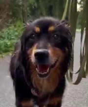 ALON, Hund, Mischlingshund in Hannover