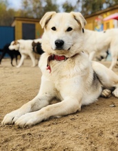 RAM, Hund, Mischlingshund in Edenkoben