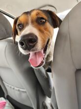 AUGUSTUS, Hund, Mischlingshund in Bulgarien