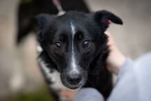 BETTY, Hund, Mischlingshund in Bulgarien