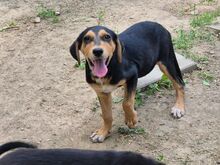 BILL, Hund, Mischlingshund in Bulgarien