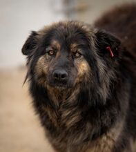 CAMINA, Hund, Mischlingshund in Bulgarien